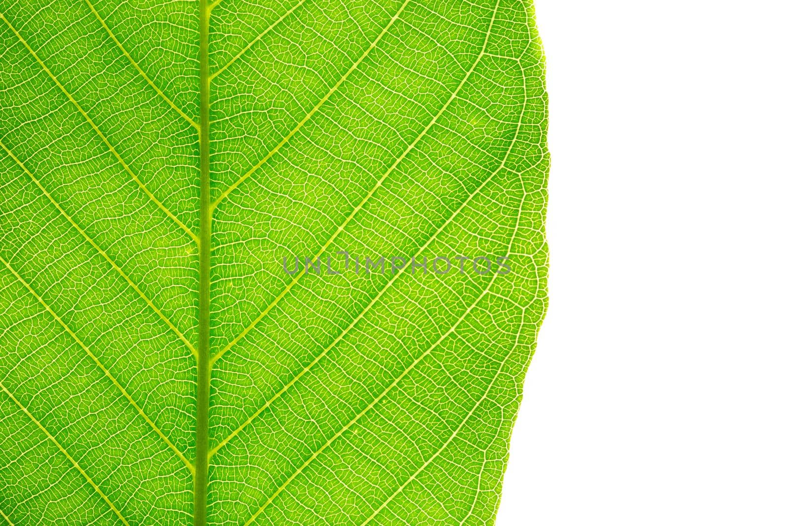 green leaf high detail plant leave vein shot with macro lens on white abstract natural for background