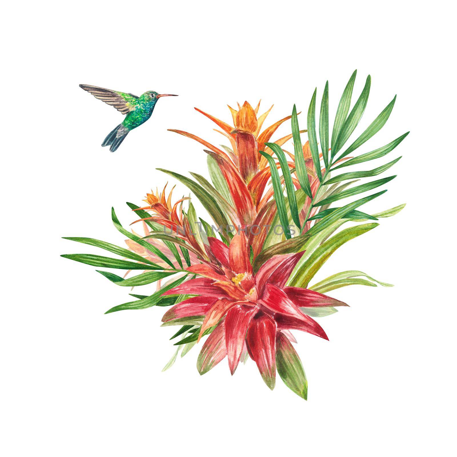 A tropical bromeliad plant with red leaves and a hummingbird, painted in watercolor. The illustration is highlighted on a white background. Spring or summer flower for wedding invitations, postcards.