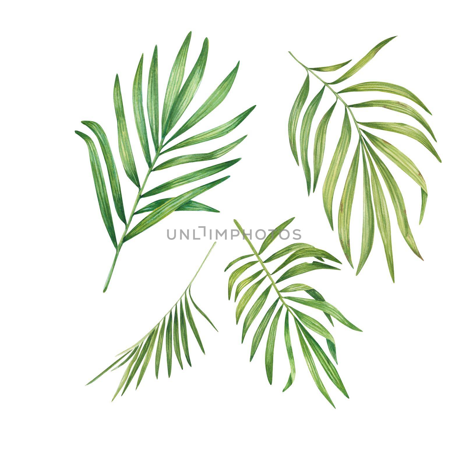 Exotic green plant in watercolor. Tropical leaves, palm leaf, bamboo. Isolated on a white background. Suitable for design, invitations, wallpapers, weddings, packaging. Botanical illustration by NastyaChe