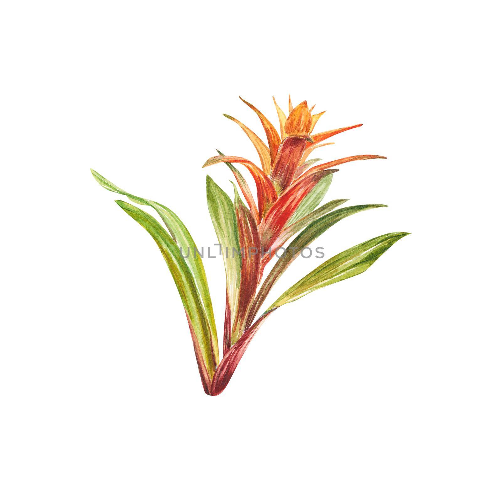 Tropical bromeliad plant with red and green leaves, hand-painted in watercolor. The illustration is highlighted on a white background. Spring or summer flower for weddings, invitations, postcards by NastyaChe