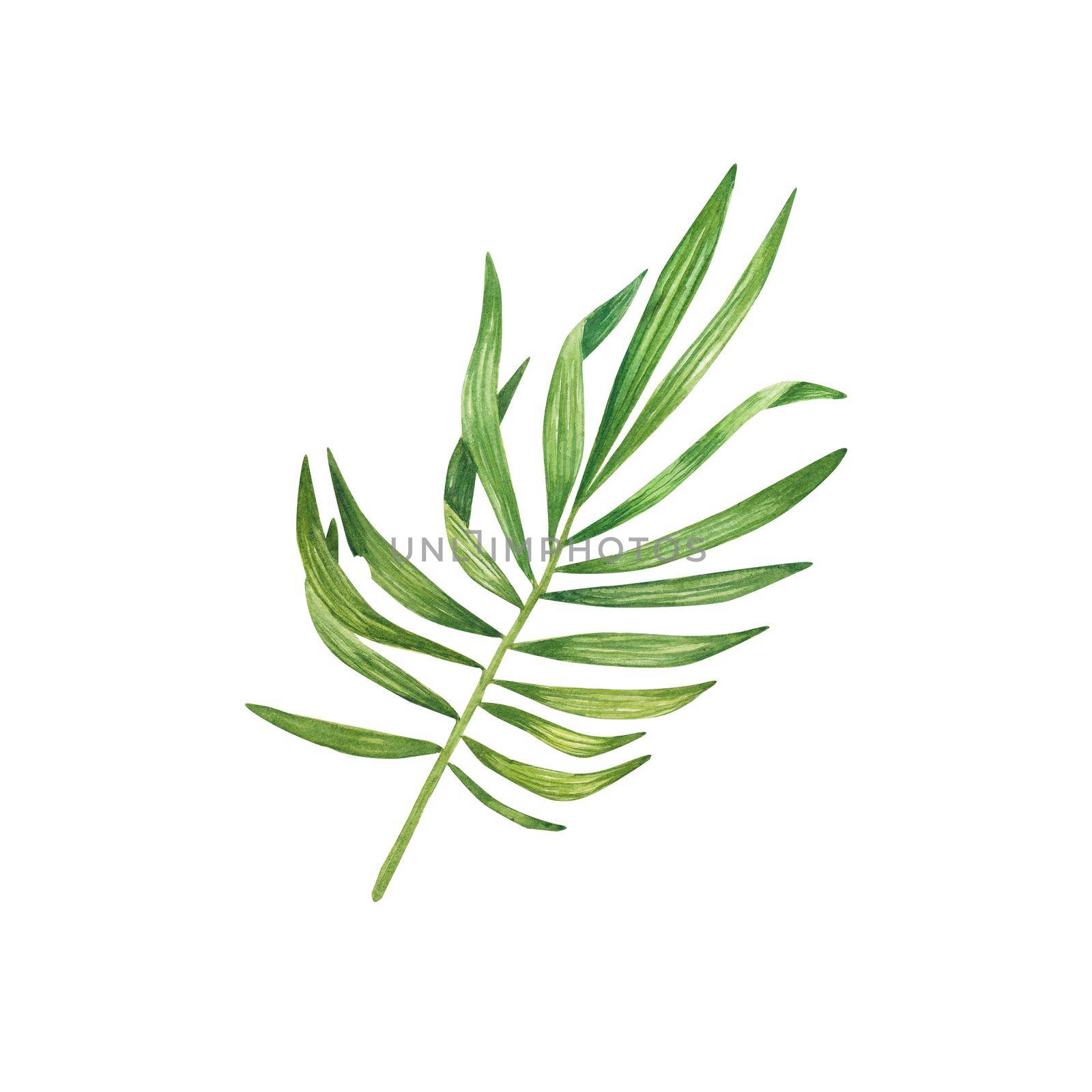 Exotic green plant in watercolor. Tropical leaves, palm leaf, bamboo. Isolated on a white background. Suitable for design, invitations, wallpapers, weddings, packaging. Botanical illustration.