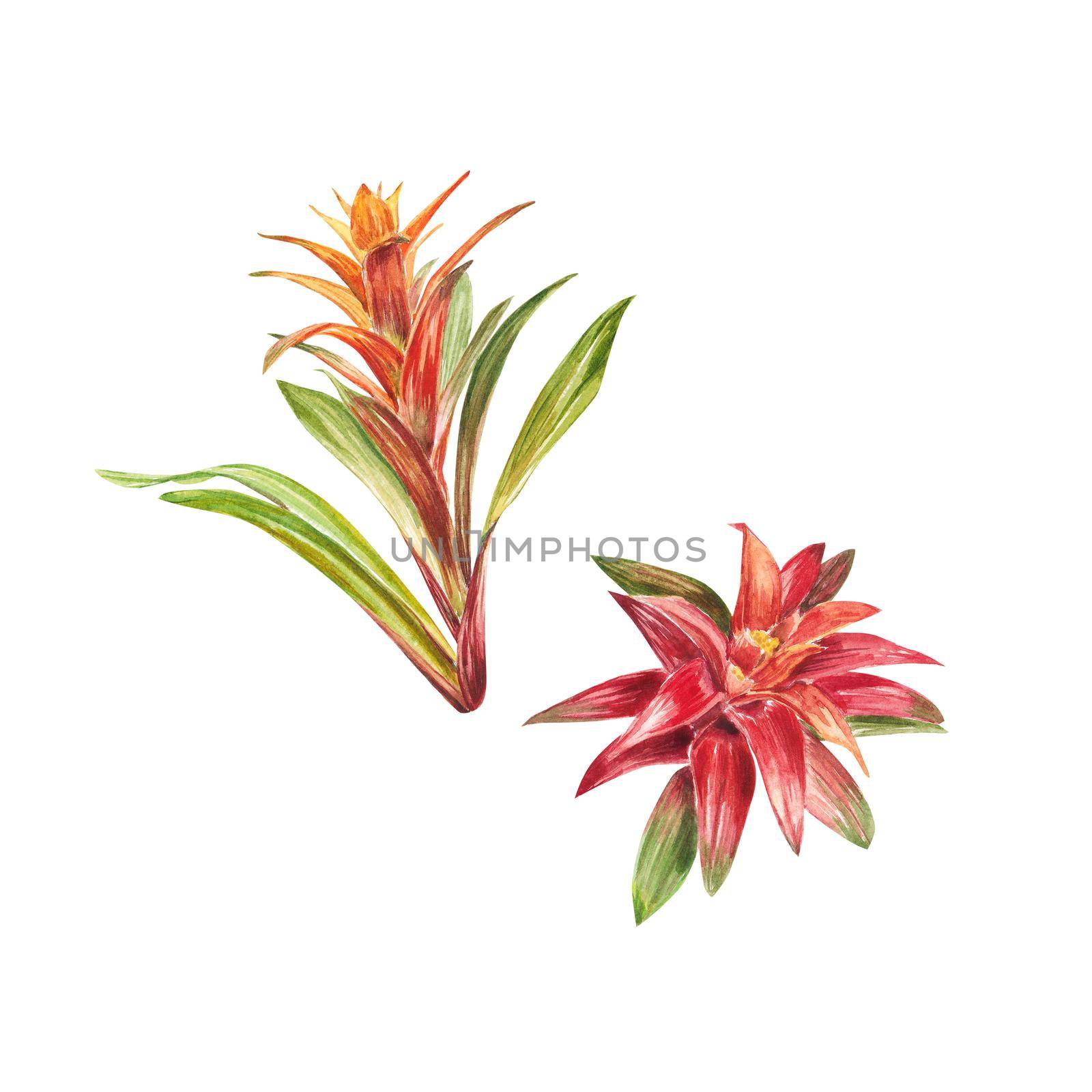 Tropical bromeliad plant with red and green leaves, hand-painted in watercolor. The illustration is highlighted on a white background. Spring or summer flower for weddings, invitations, postcards by NastyaChe