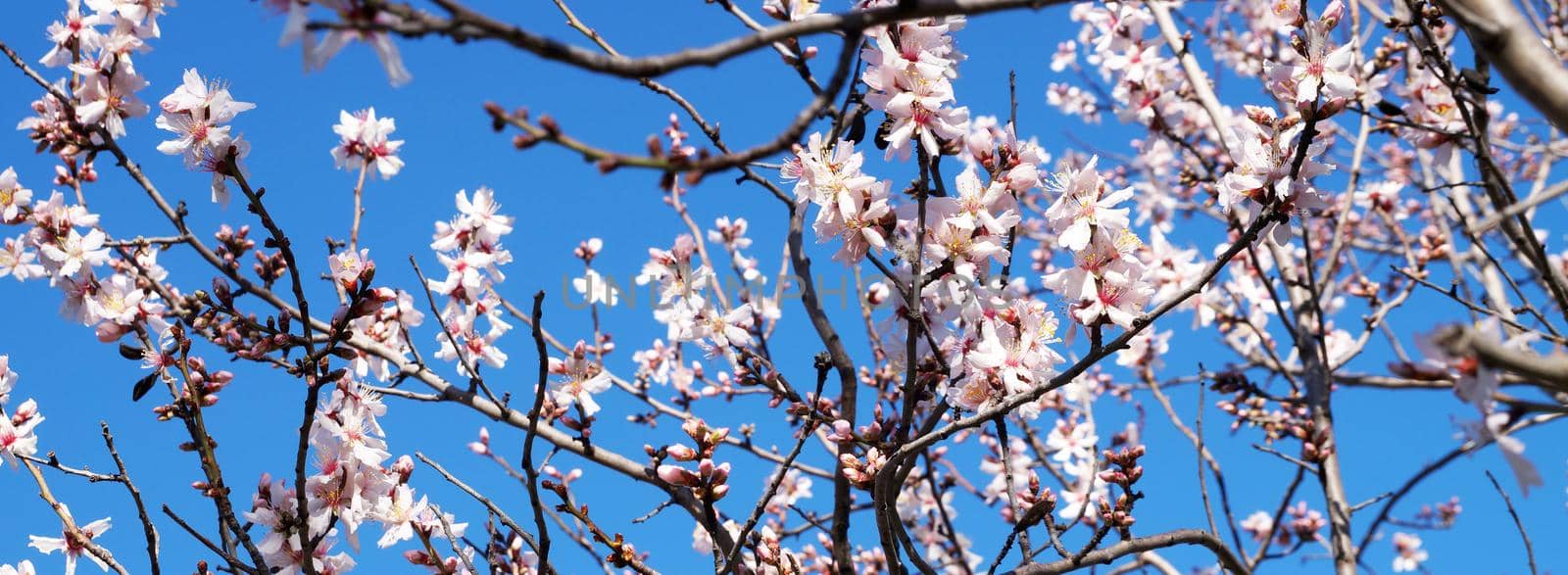 blooming spring branches against a clear blue sky by Annado