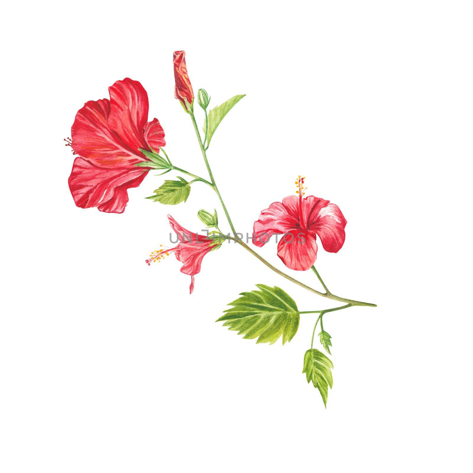A red hibiscus flower highlighted on a white background. Watercolor tropical flower realistic colorful bouquet with hibiscus. Botany. Exotic tropical floral object for your poster, postcard design.