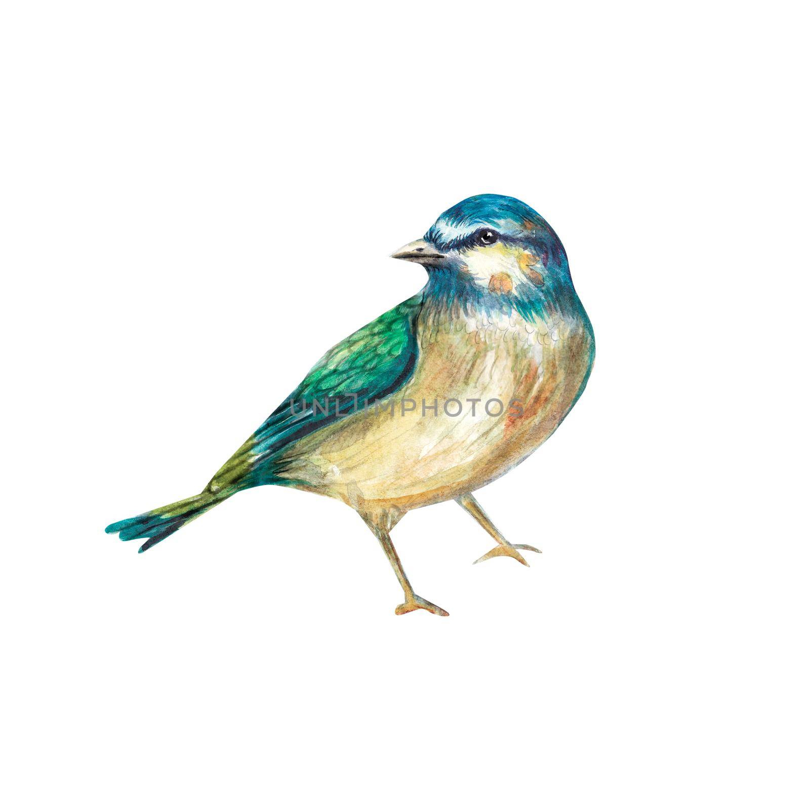 A watercolor blue bird with a green back on a white background. Hand-drawn, in watercolor. He's alone in the background. Suitable for design, textiles, printing, postcards, wedding invitations. by NastyaChe