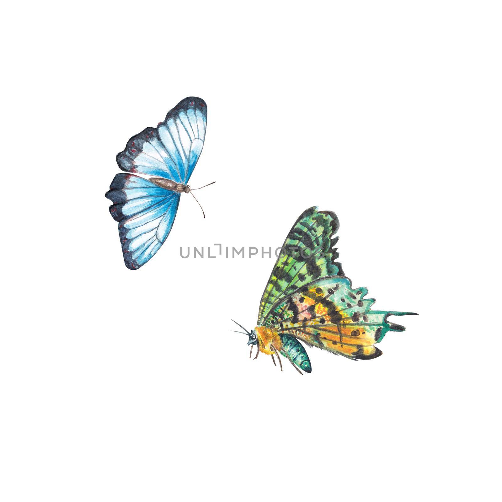 Two exotic bright butterflies highlighted on a white background. Small blue and multicolored. Watercolor illustration for the design of postcards, wedding invitations, wallpapers, business cards.
