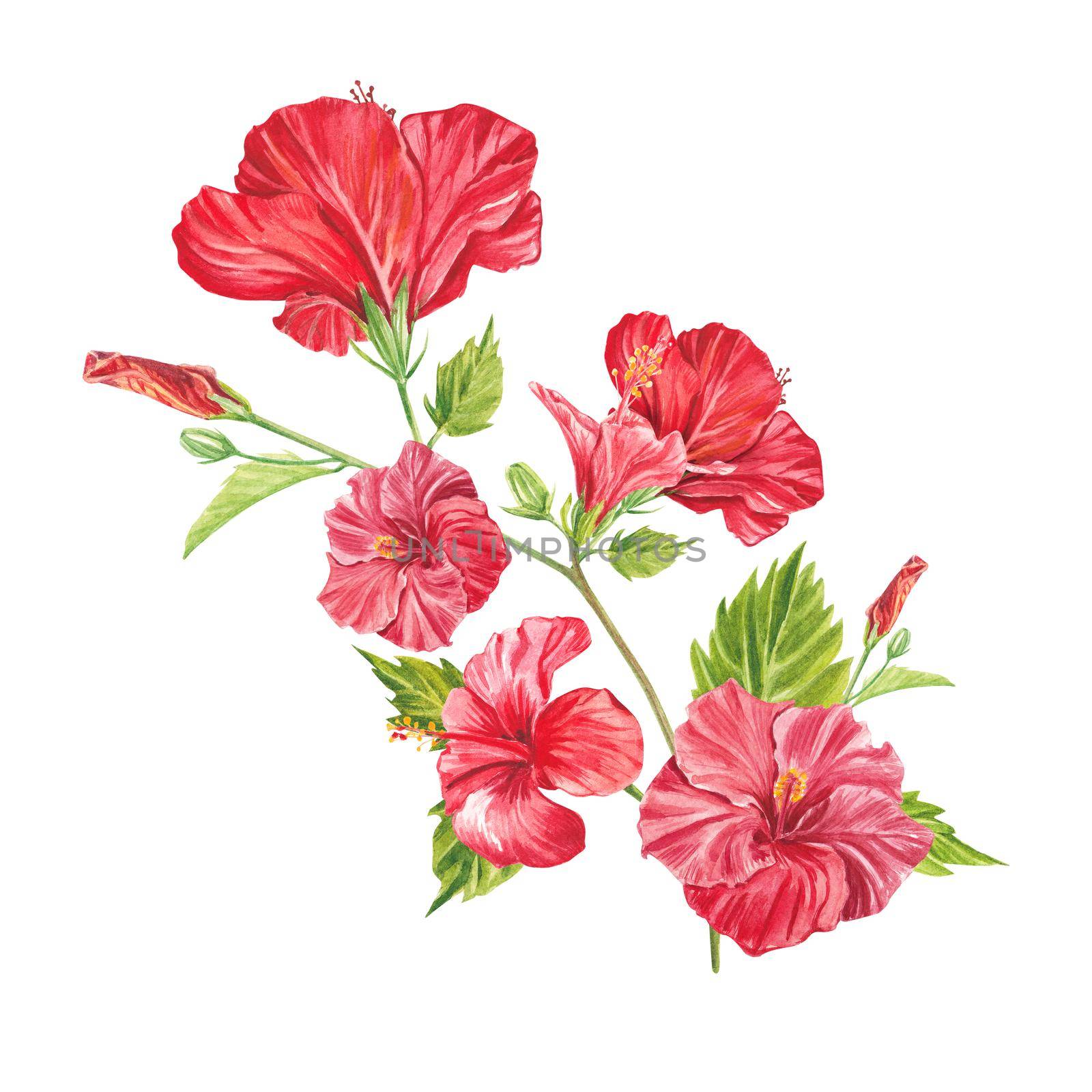 A red hibiscus flower highlighted on a white background. Watercolor tropical flower realistic colorful bouquet with hibiscus. Botany. Exotic tropical floral object for your poster, postcard design.