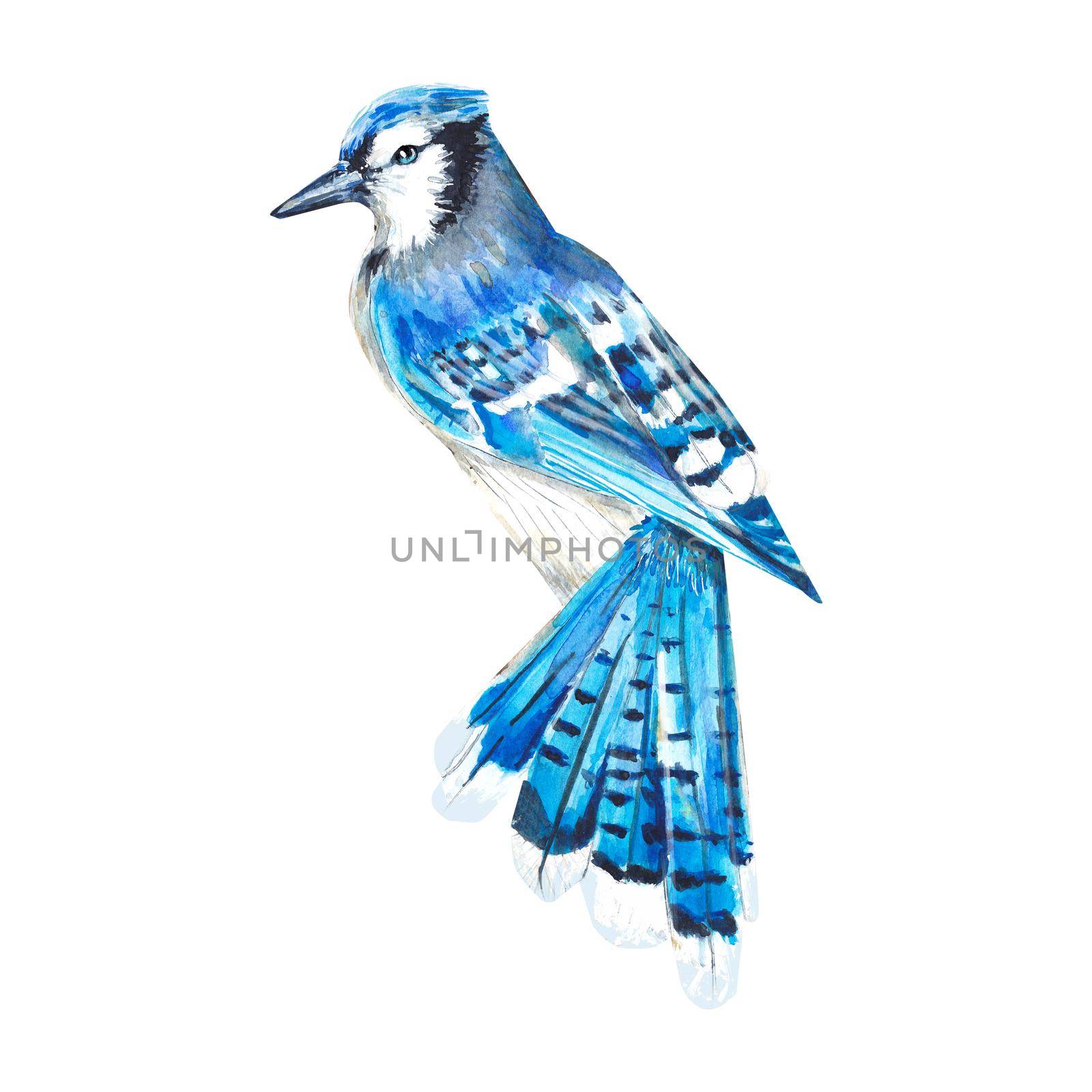Watercolor illustration of a blue jay isolated on a white background. Beautiful blue realistic bird. Hand-drawn, in watercolor. Suitable for textile design, packaging, postcards, invitations, booklets
