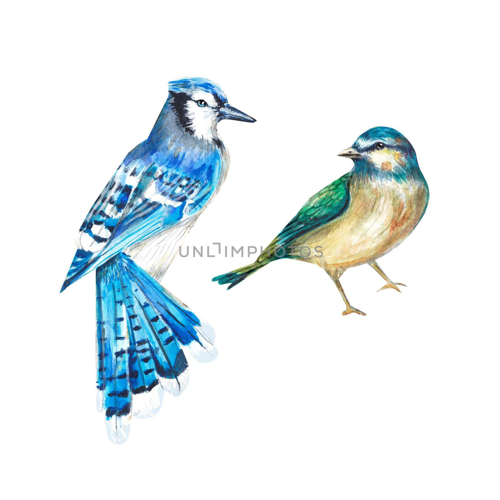 Two birds on a white background in watercolor. Blue jay and tit. A set of isolated birds. Watercolor illustration. Suitable for design, textiles, postcards, wedding invitations, packaging, printing