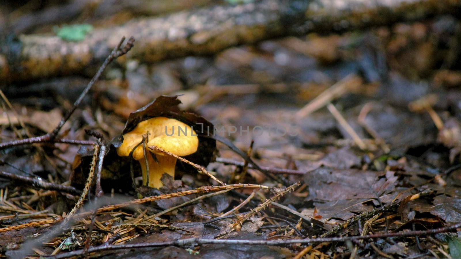 A small chanterelle mushroom grows between fallen thorns covered with a birch leaf. High quality photo