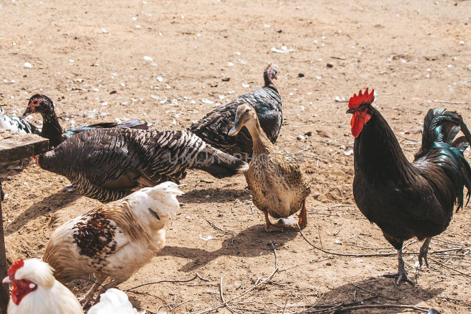 Ducks and Chickens Walk the Sandy Yard at the Farm . High quality photo