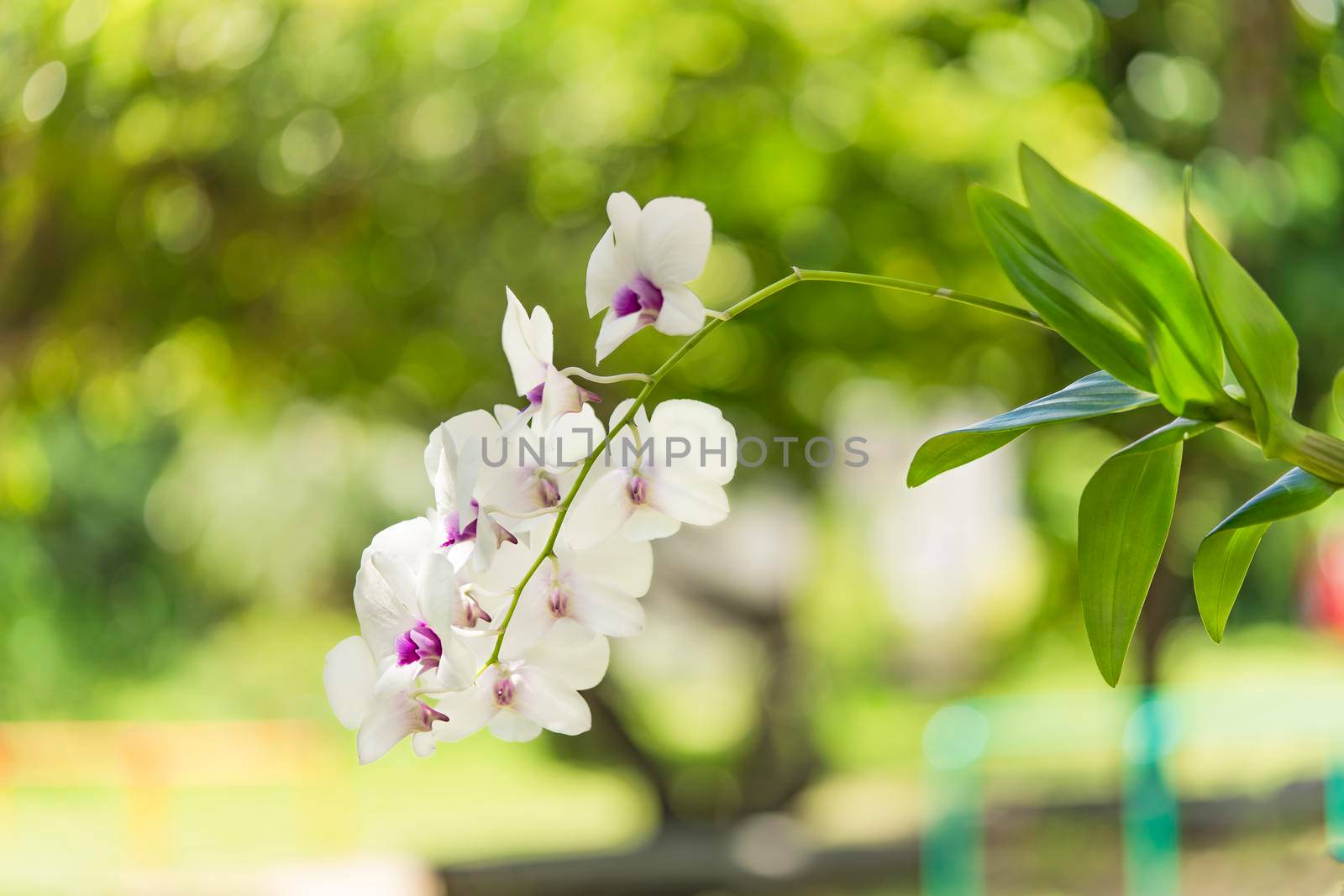 White orchid flowers in the Okinawa Islands in southern Japan by kuremo