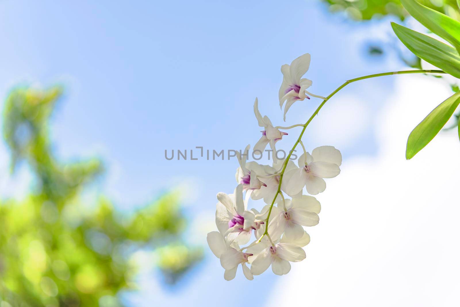 White orchid flowers in the Okinawa Islands in southern Japan