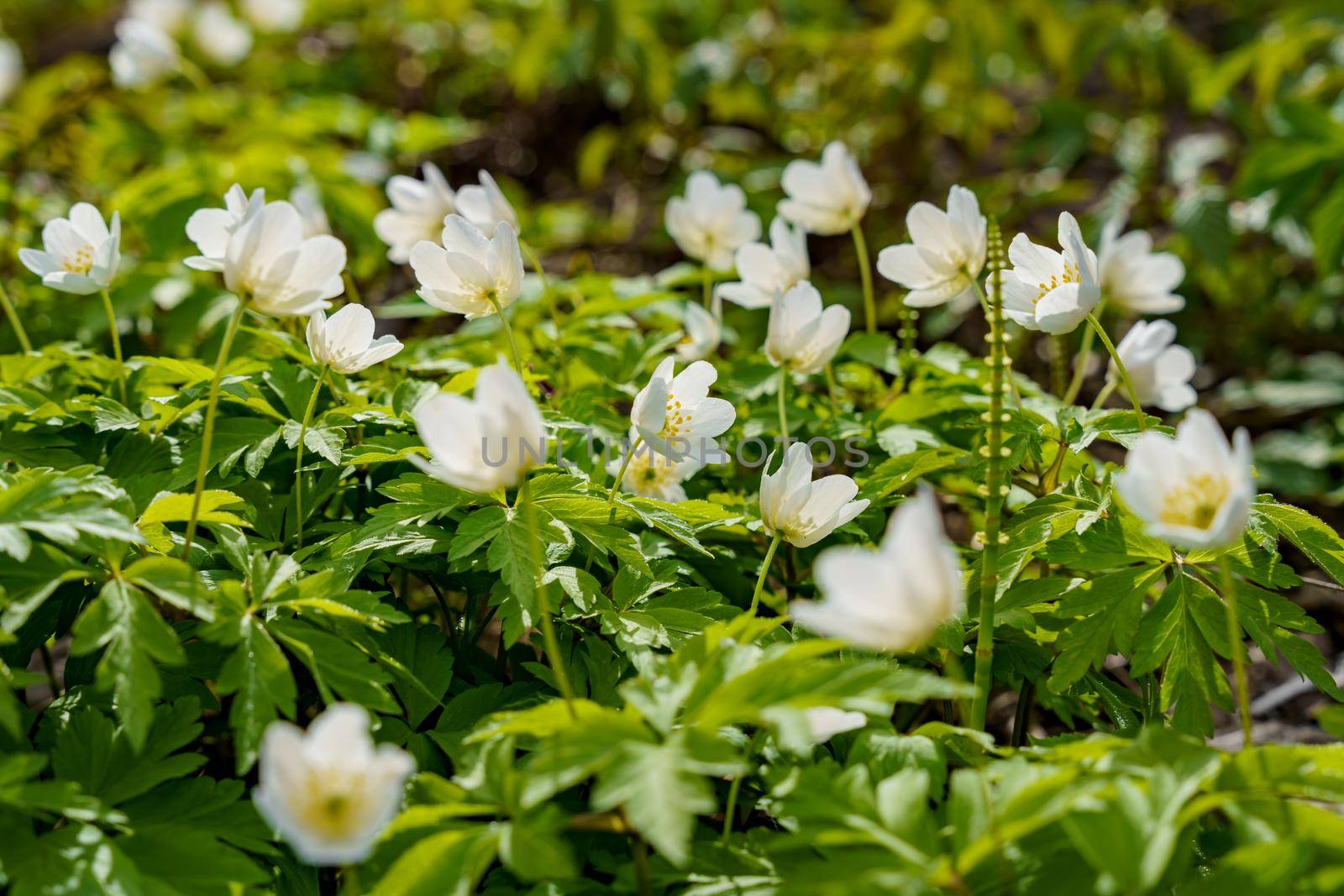 A close view of white snowdrops in the first days of spring in a natural park in sunny weather, bright greenery, blurry background. High quality photo