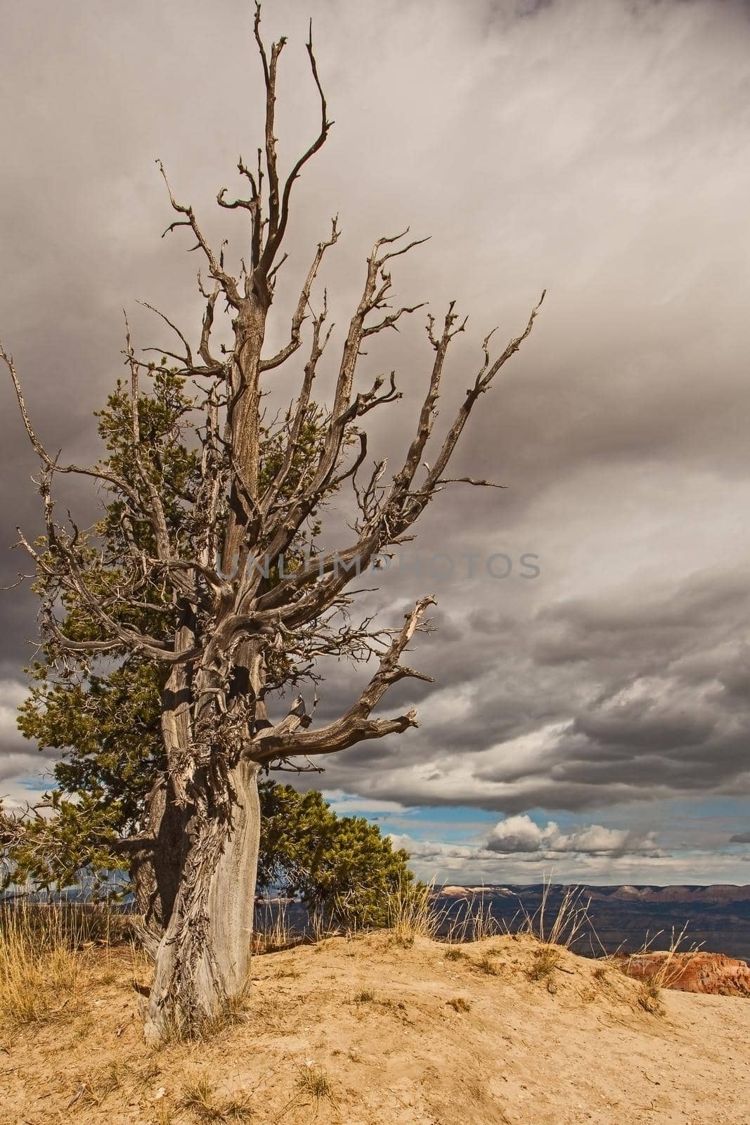 Limber Pine (Pinus flexilis) in Bryce Canyon National Park,Utah. USA