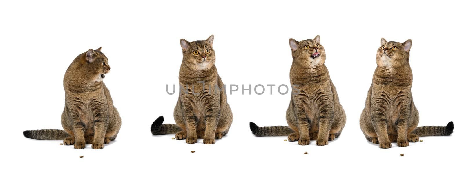 Adult purebred Scottish straight cat sits on a white background. Animal with different emotions, funny, sad, angry and curious