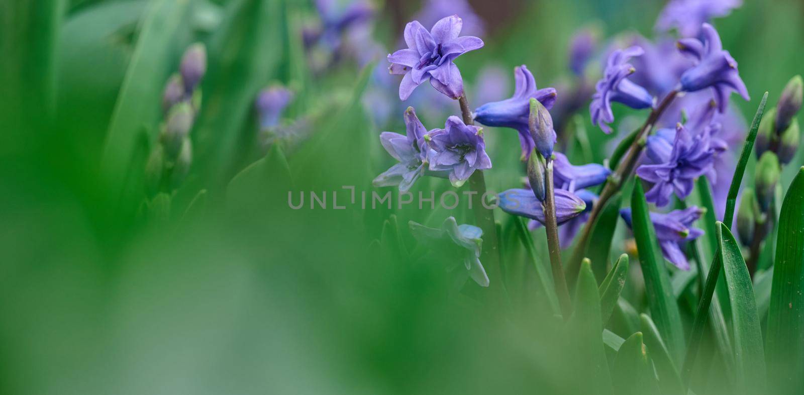 Blooming blue hyacinth in the garden on a summer sunny afternoon, selective focus by ndanko