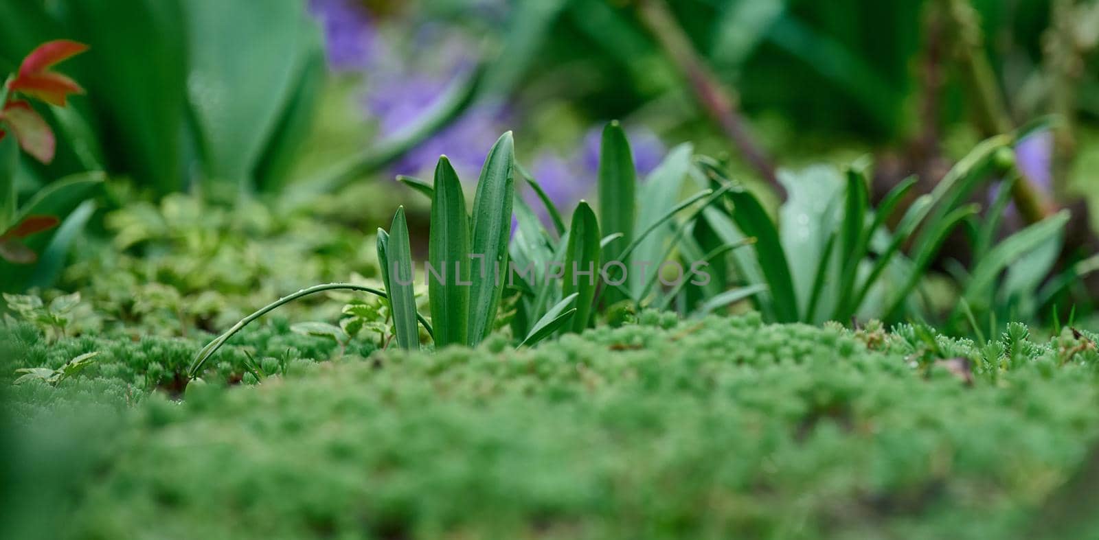 green leaves of flowers in spring garden, selective focus, banner