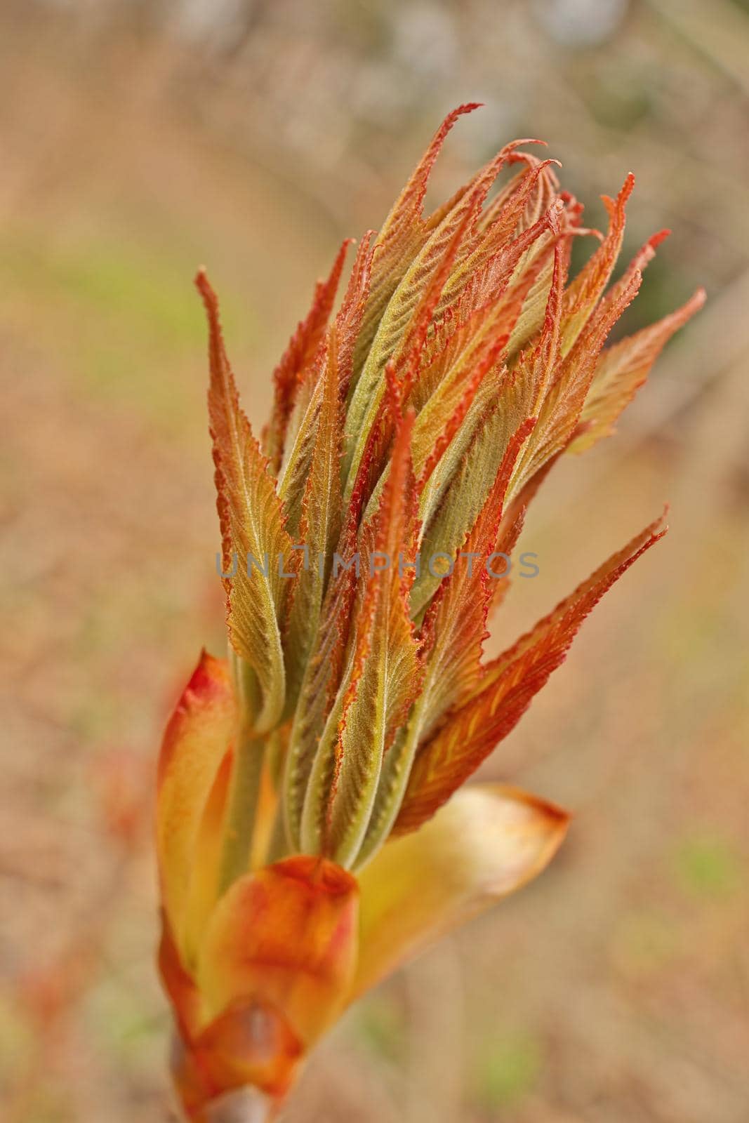 Ohio Buckeye Buds Opening in Spring. Aesculus Glabra by markvandam