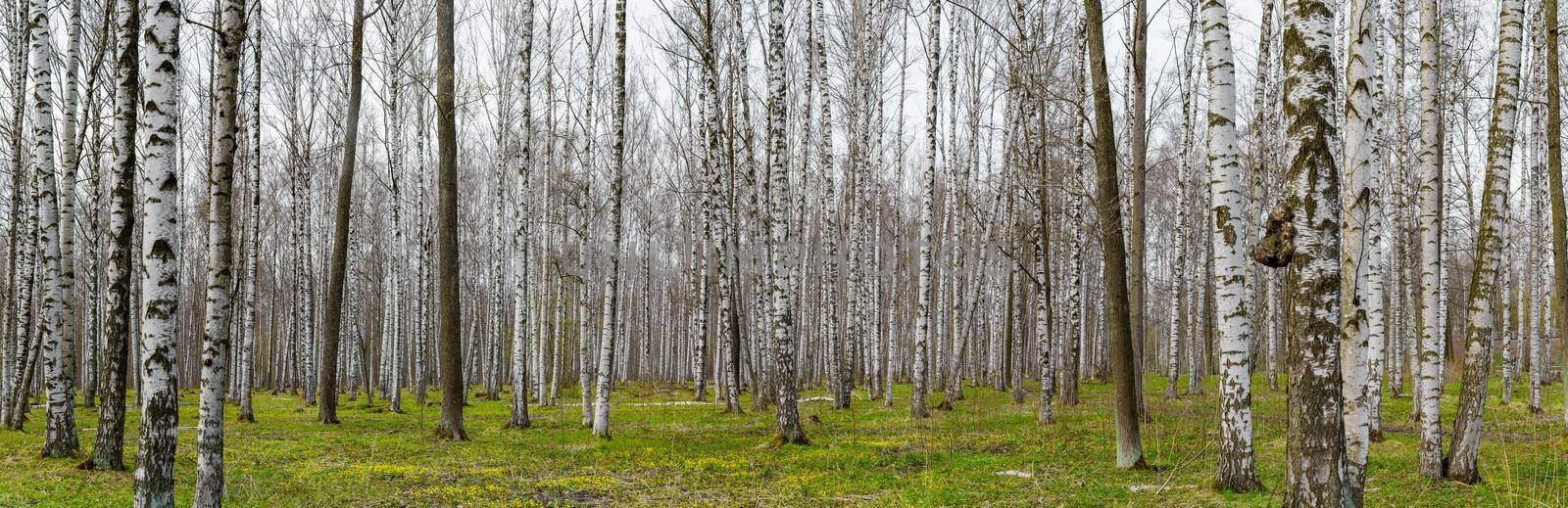 Panorama of a birch grove on green grass in a natural park in cloudy weather, the first days of spring, green leaves begin to appear. High quality photo