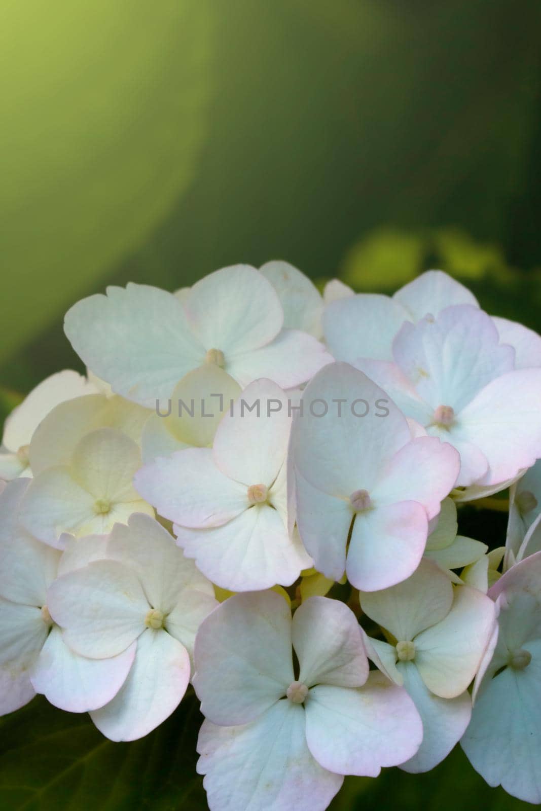 White flowering hydrangea in the garden in summer. The background of nature