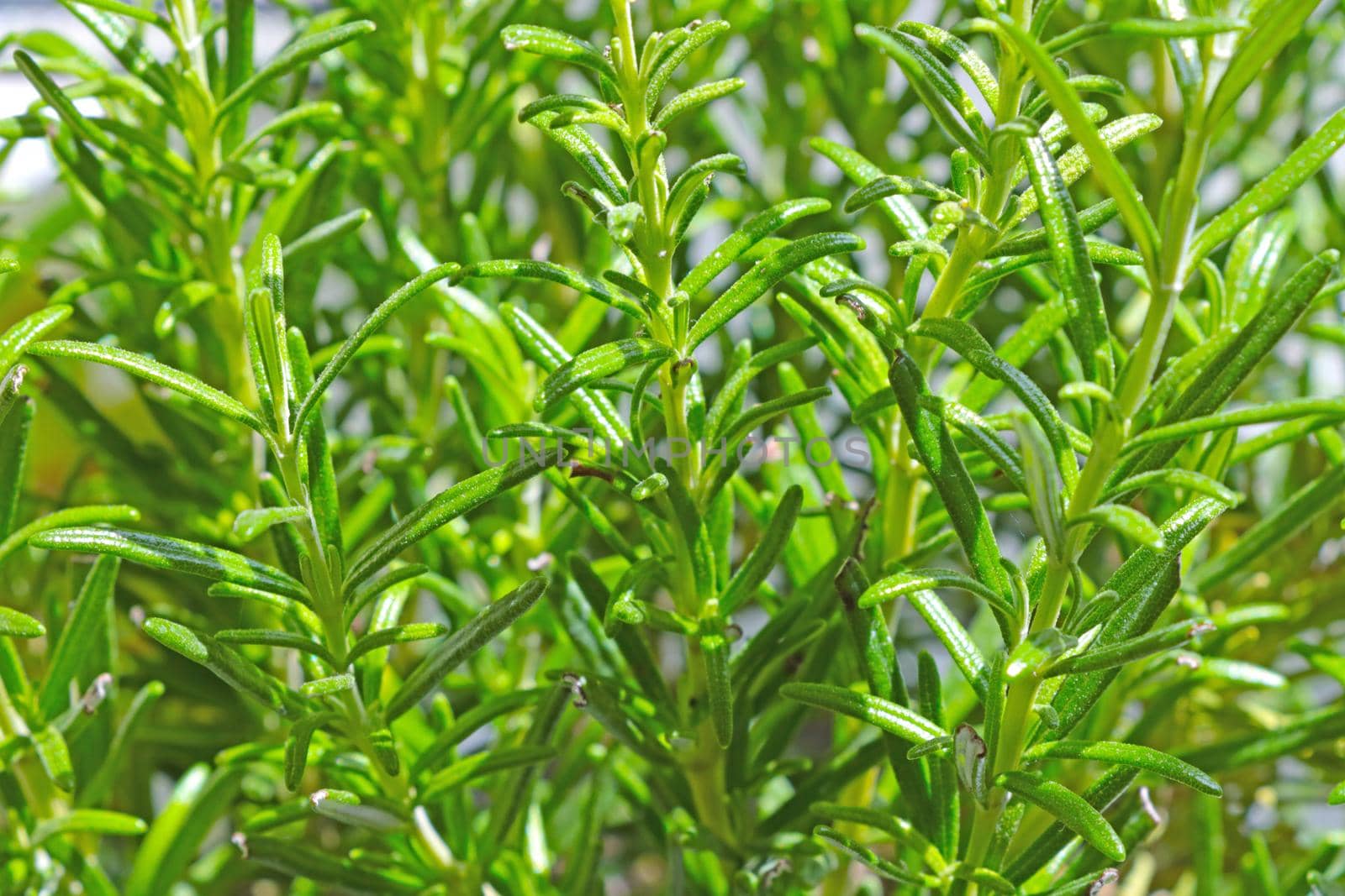 Young green branches of a houseplant. by kip02kas