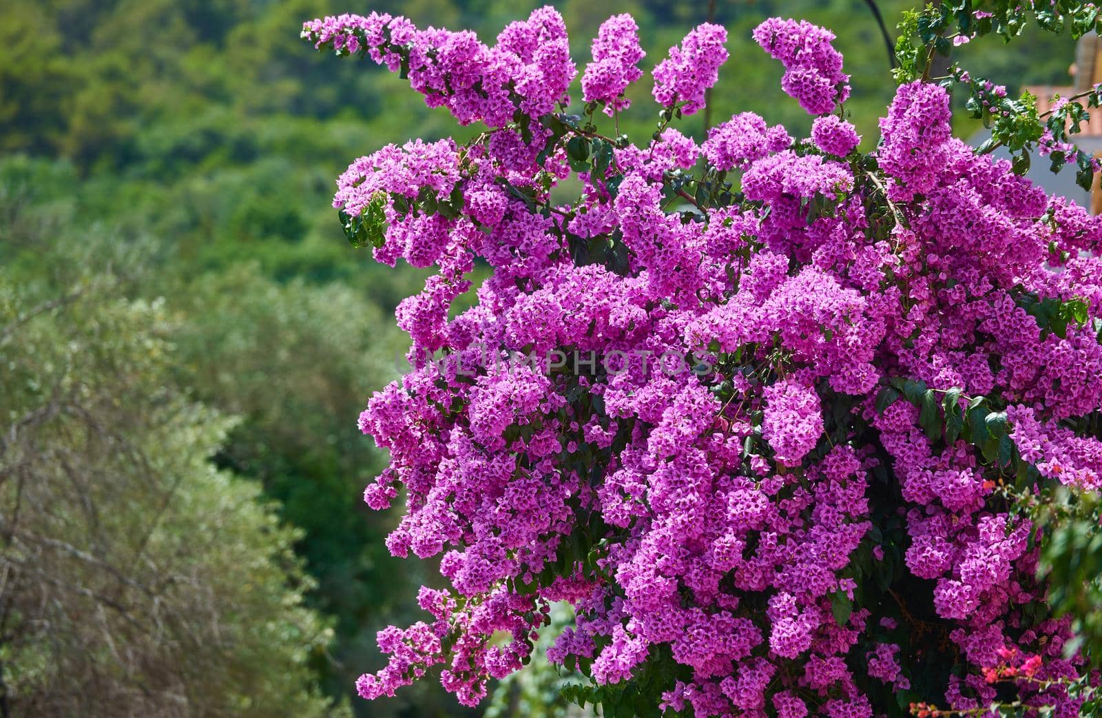 Large flowering bush of magenta bougainvillea on a sunny day.