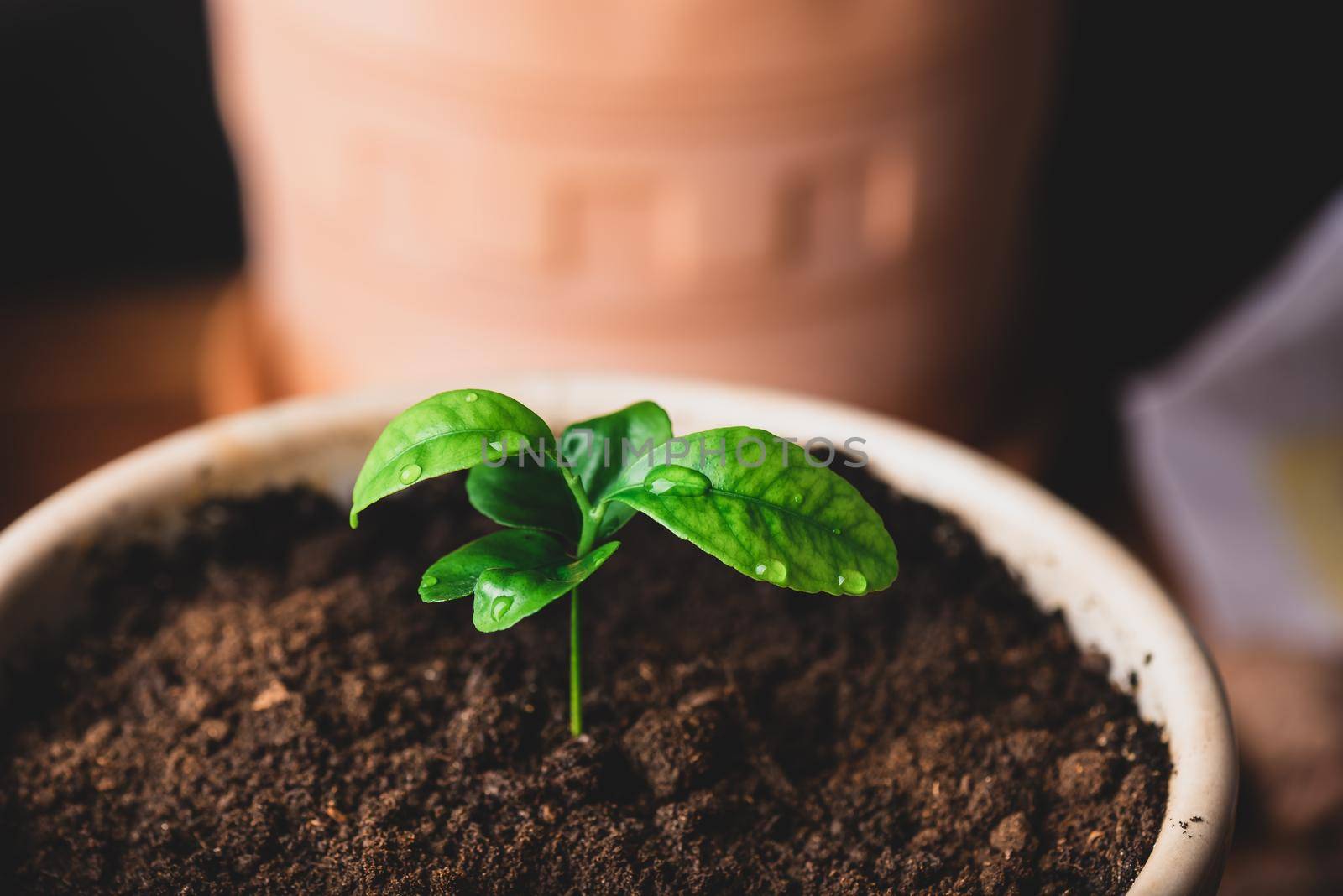 Repotted Young Tangerine Tree in a Ceramic Pot at Home