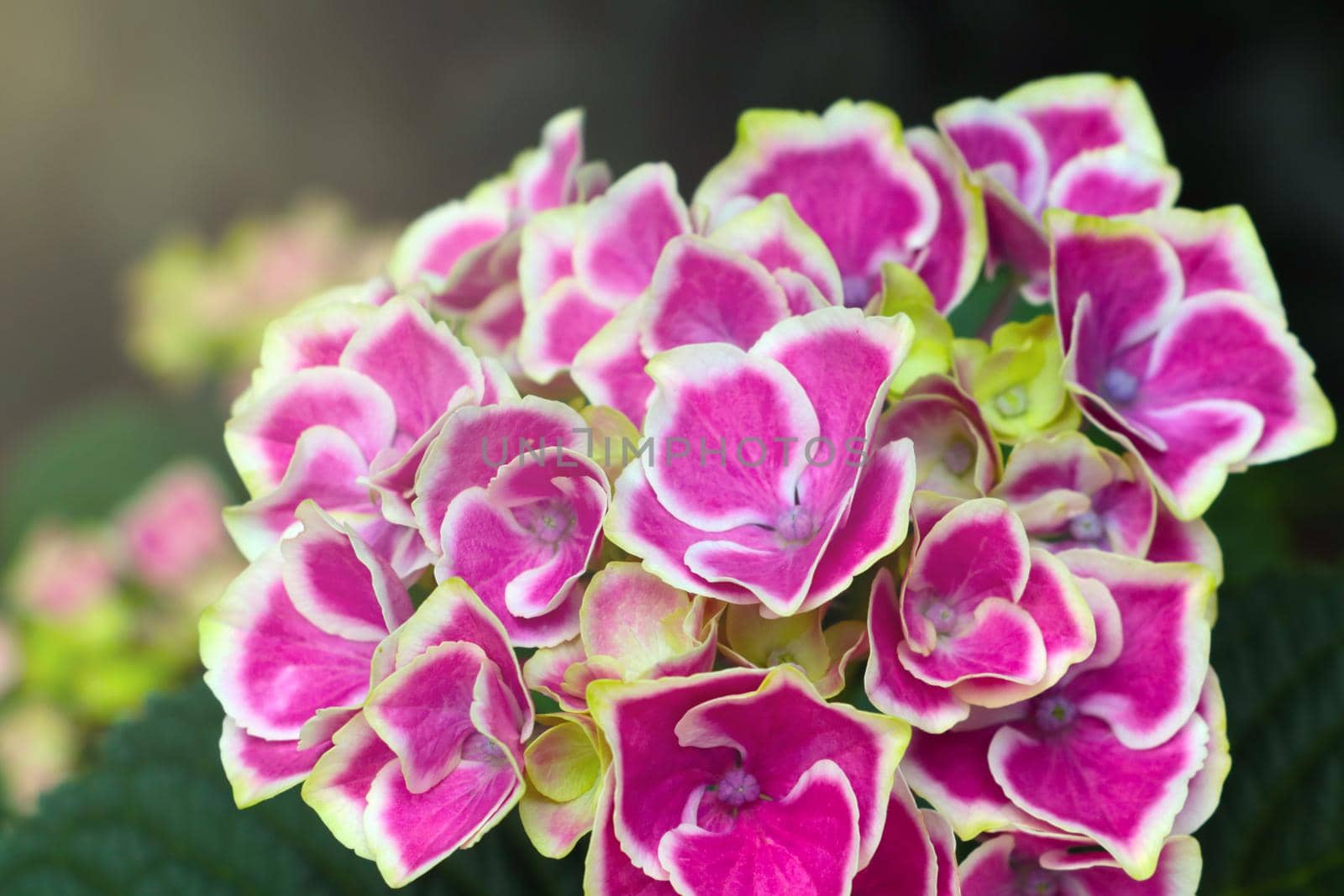 Flowering hydrangea in a park or garden. It is used in perfumery