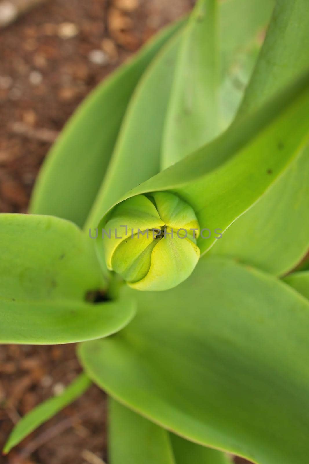 Directly Above Close Up Macro of Green Tulip Bud in Sping in Garden by markvandam