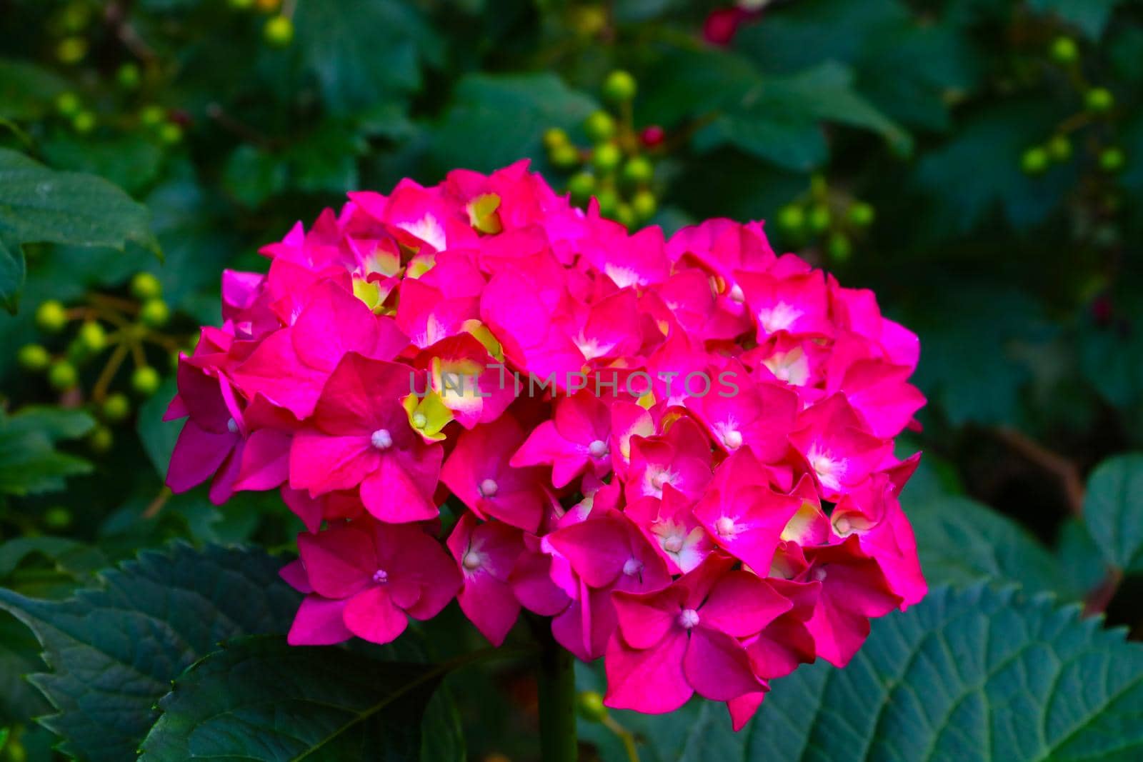 A bright flowering branch of hydrangeas in the garden in the spring