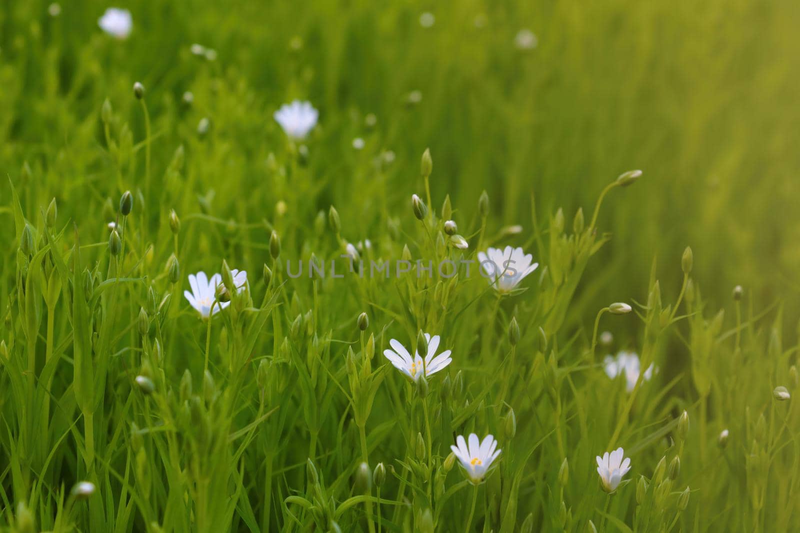 Perennial white flowers bloom in the meadow in the spring. by kip02kas