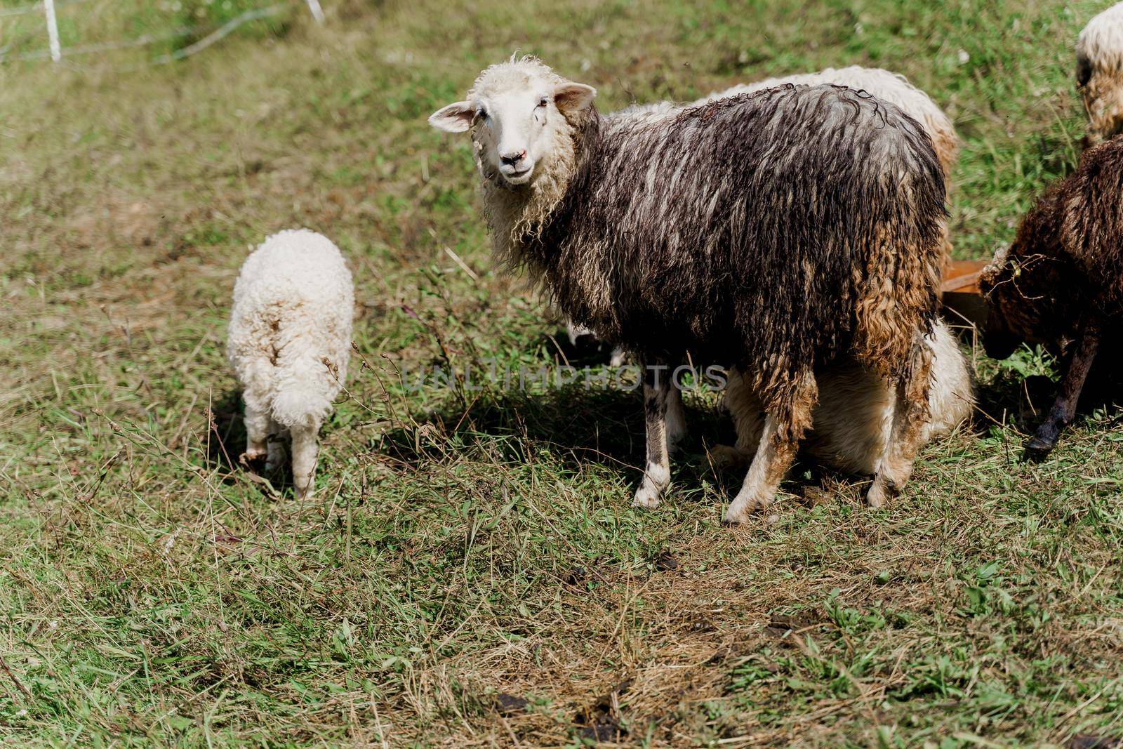 Sheeps and rams on the green field on the farm. Production of wool from animals. Flock of sheep in the mountains.