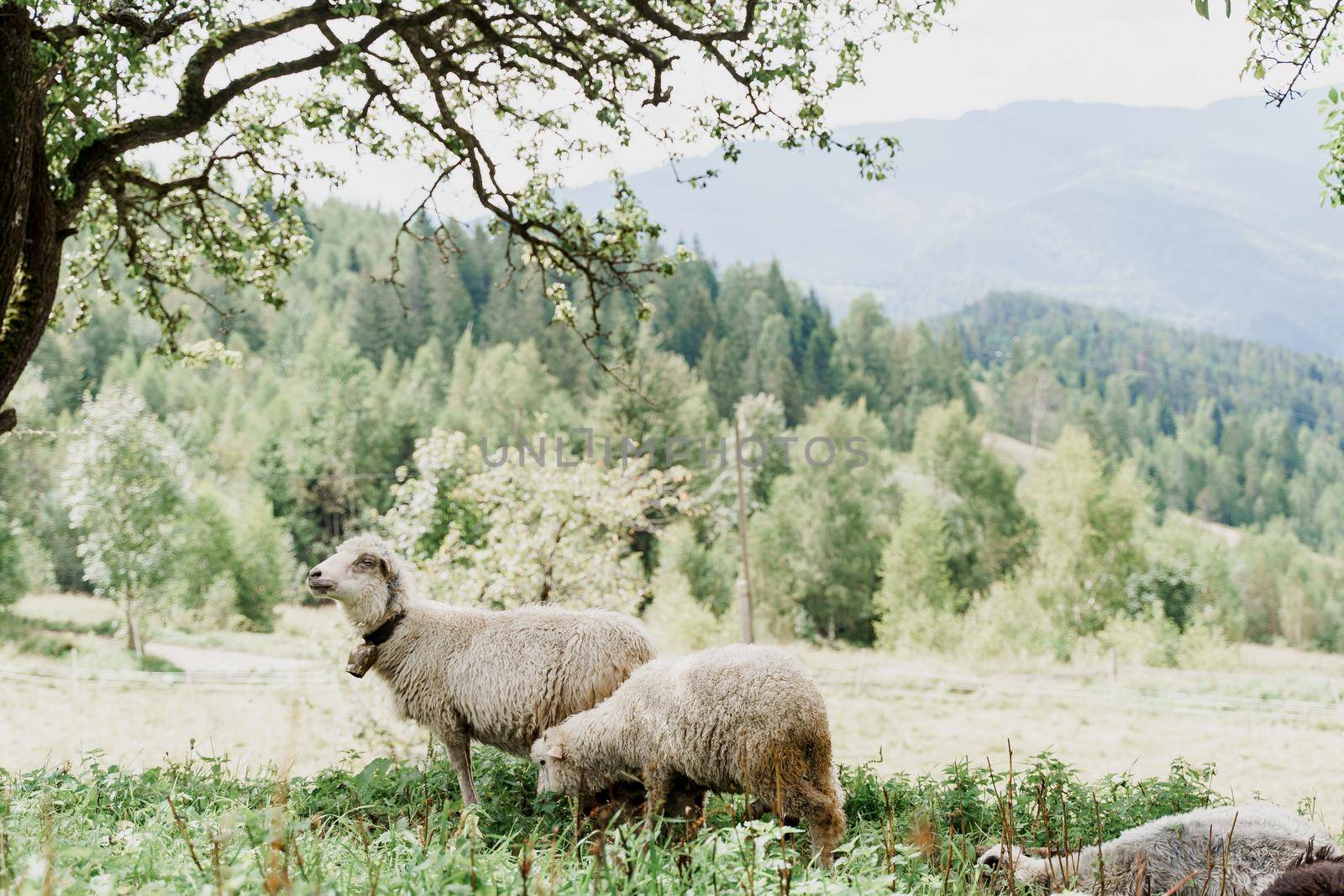 Flock of sheep in the mountains. Sheeps and rams on the green field on the farm. Production of wool from animals.