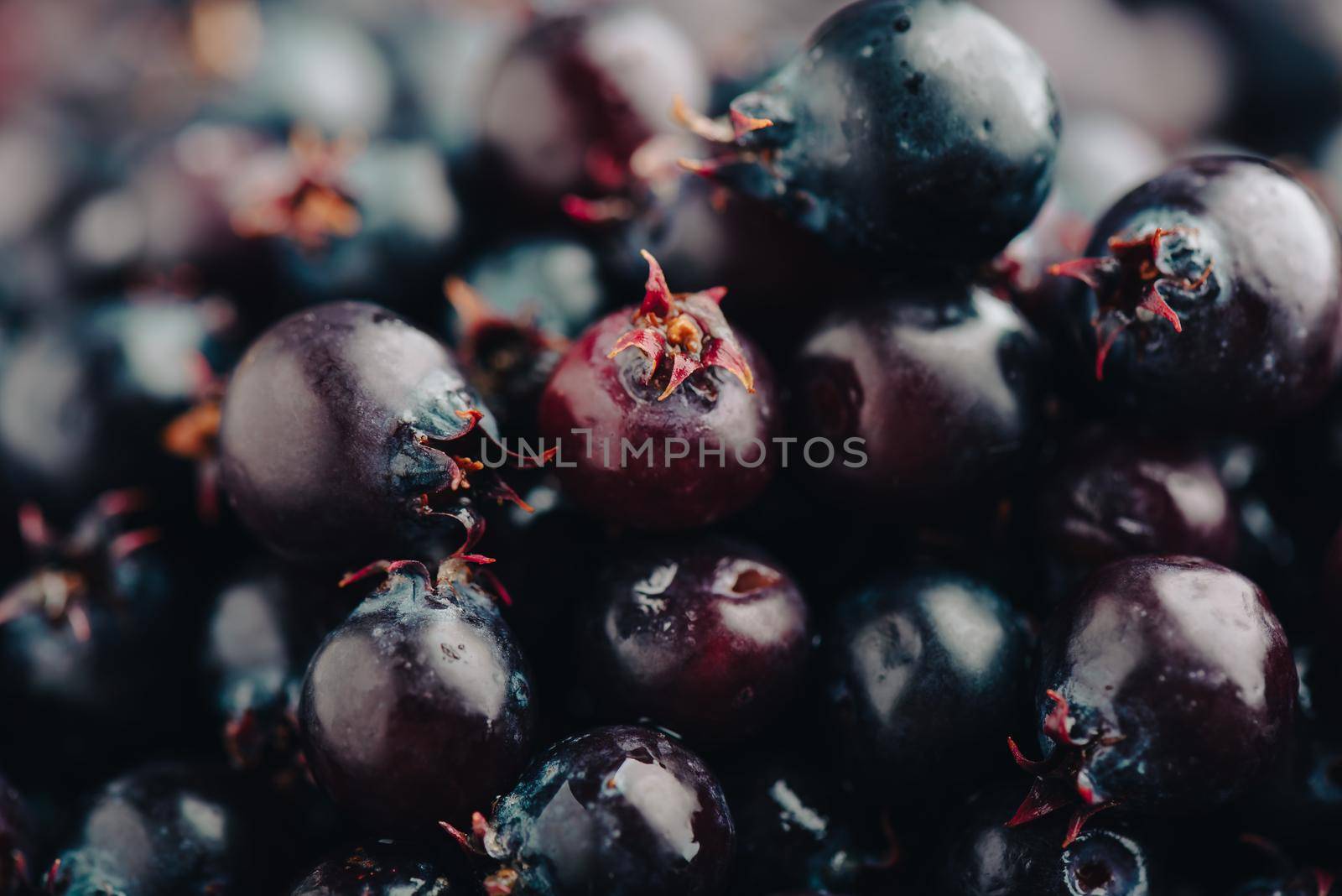 Close Up of Ripe Purple Amelanchier Berries.
