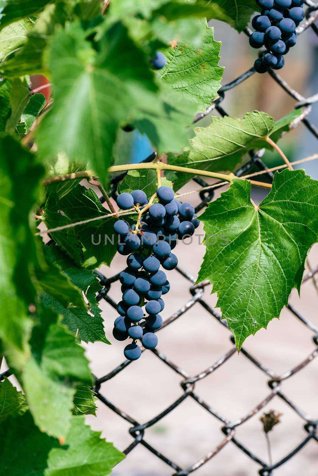 Bunch of Blue Grapes on Backyard Garden