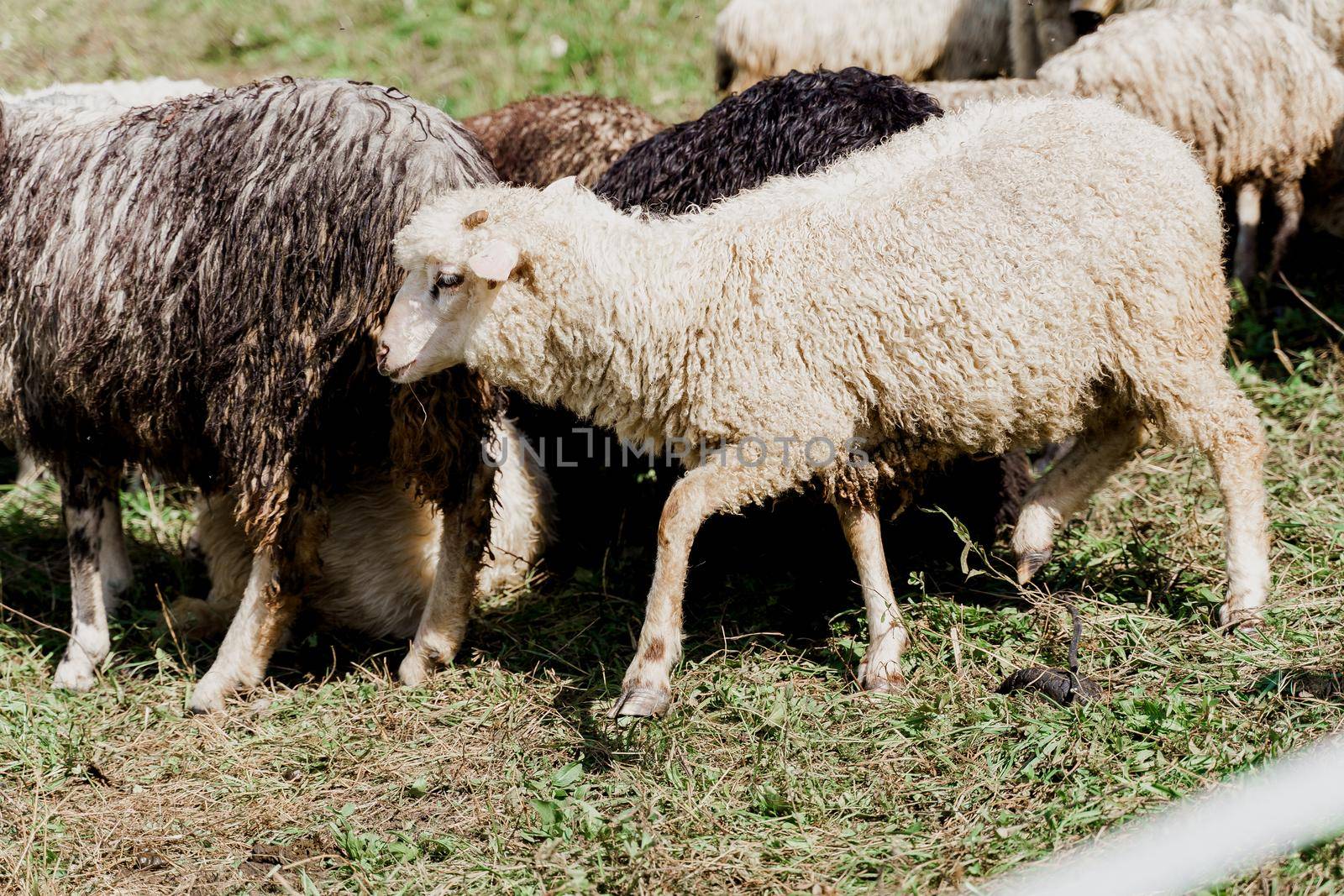 Sheeps and rams on the green field on the farm. Production of wool from animals. Flock of sheep in the mountains.
