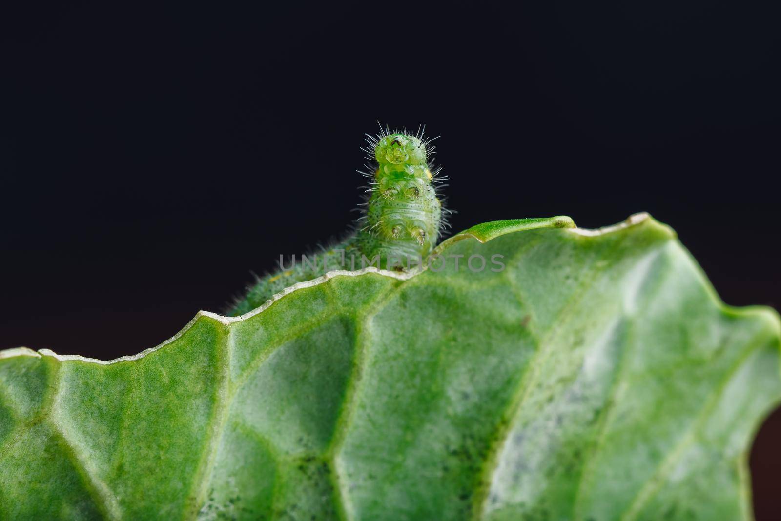 Green Caterpillar Crawling on a Cabbage Leaf