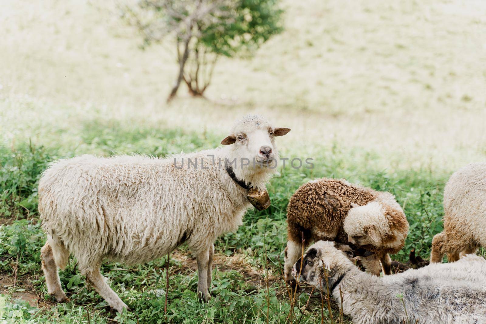 Flock of sheep in the mountains. Sheeps and rams on the green field on the farm. Production of wool from animals.
