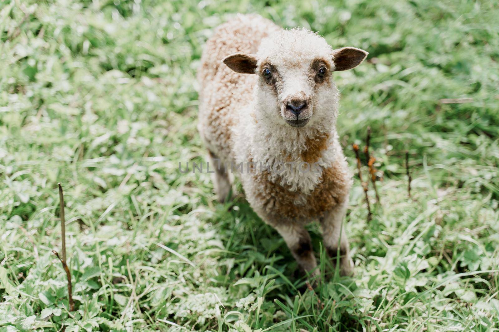 Funny sheep looks into camera on the green field. Happy animal with beautiful wool. Advert for wool, milk, cheese production from sheeps and rams