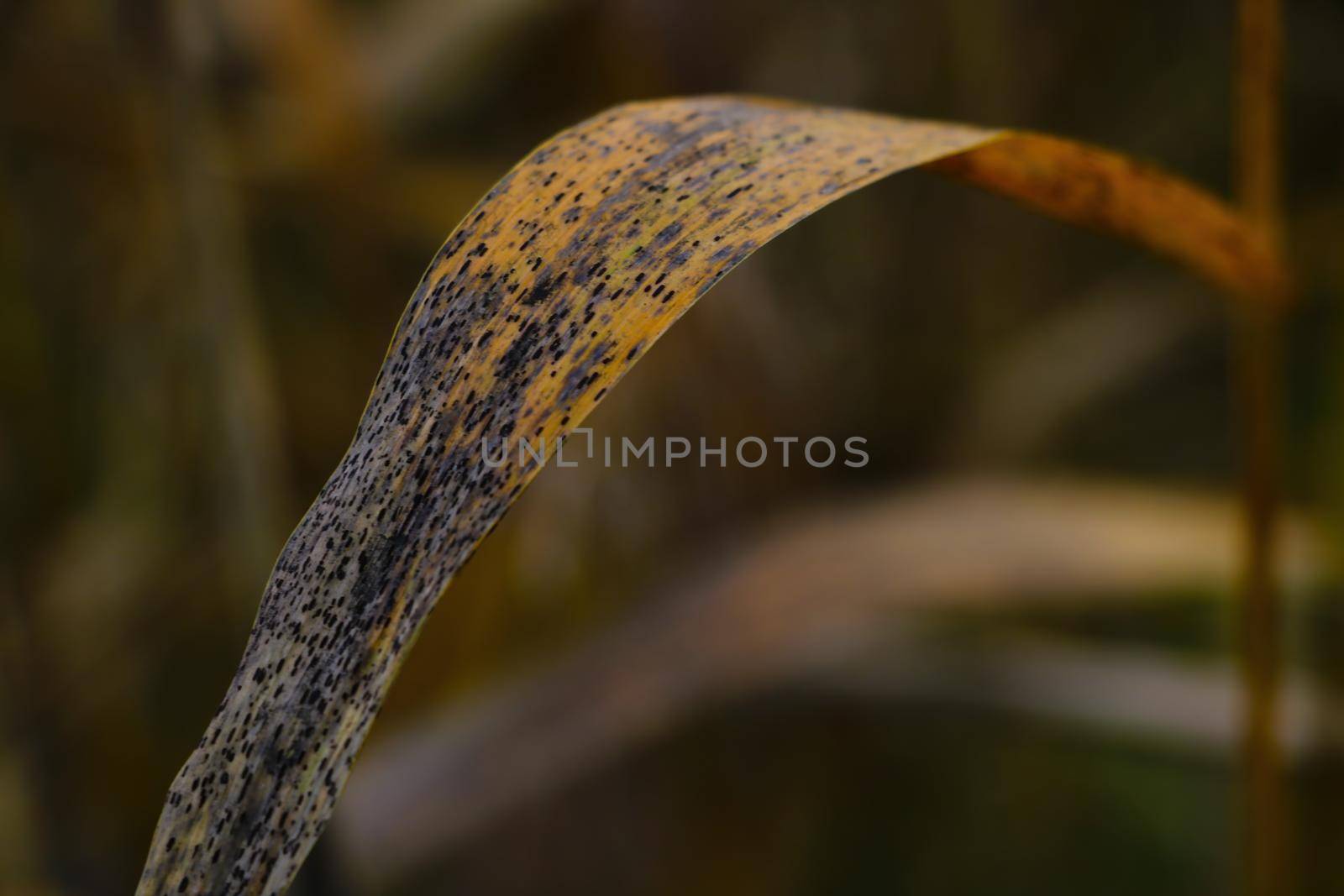 yellow stalk bush on the lake in autumn. by kip02kas