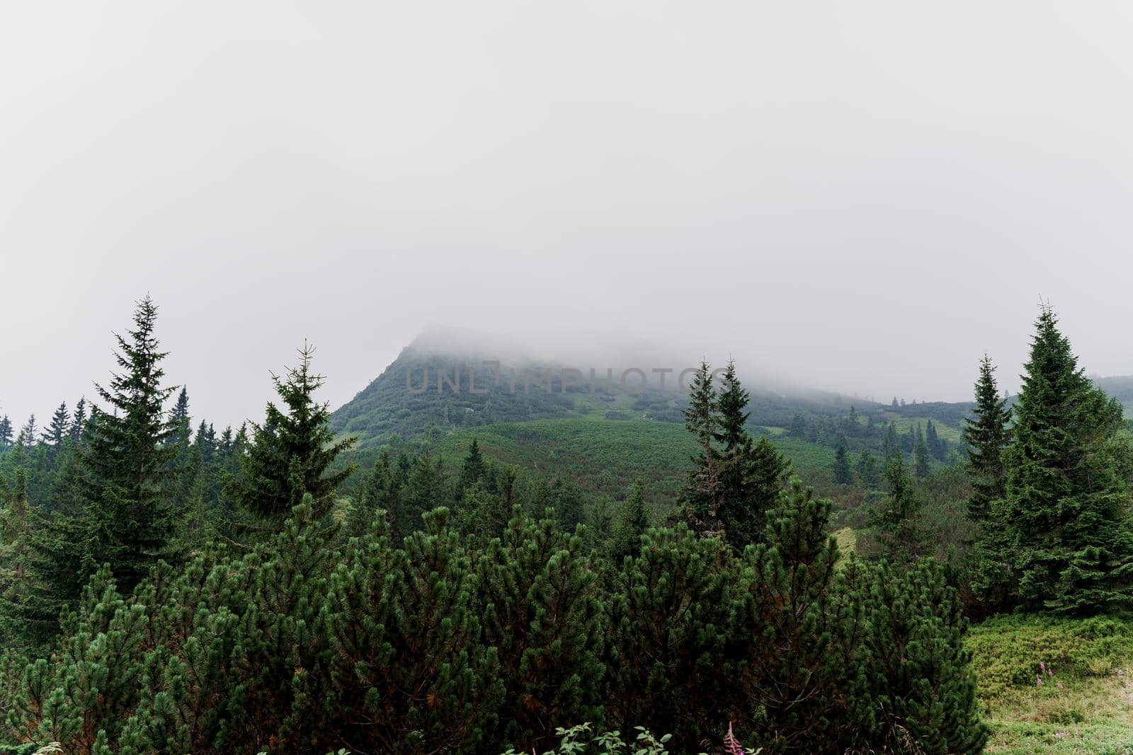 Spruce at rainy and foggy day in Karpathians mountains. Beautiful nature of Ukraine. Tourism in our country. Unity with nature.