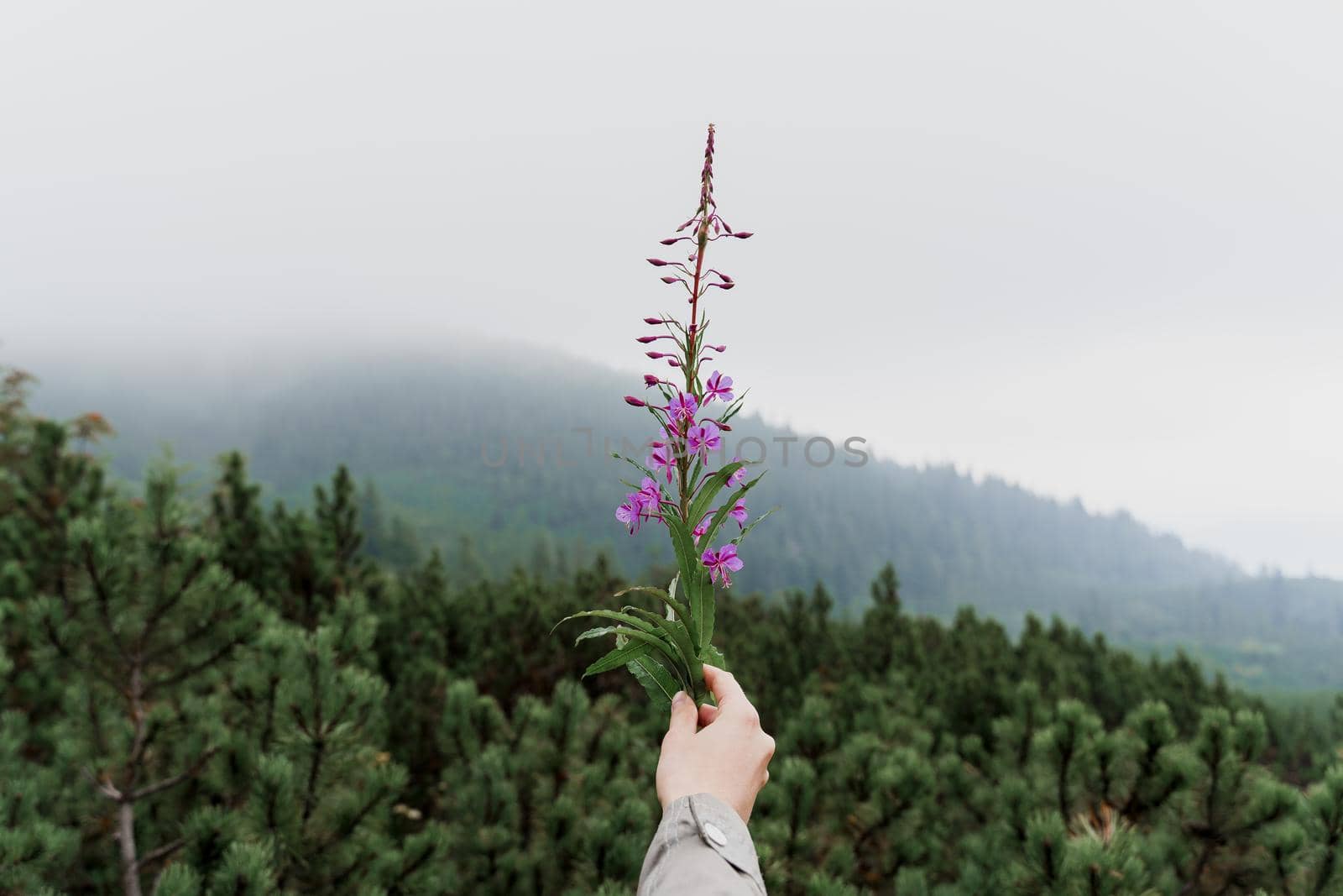 Willow herb in hand in Karpathians mountains. Beautiful view in the forest with fog and rain. Road to the top of goverla.
