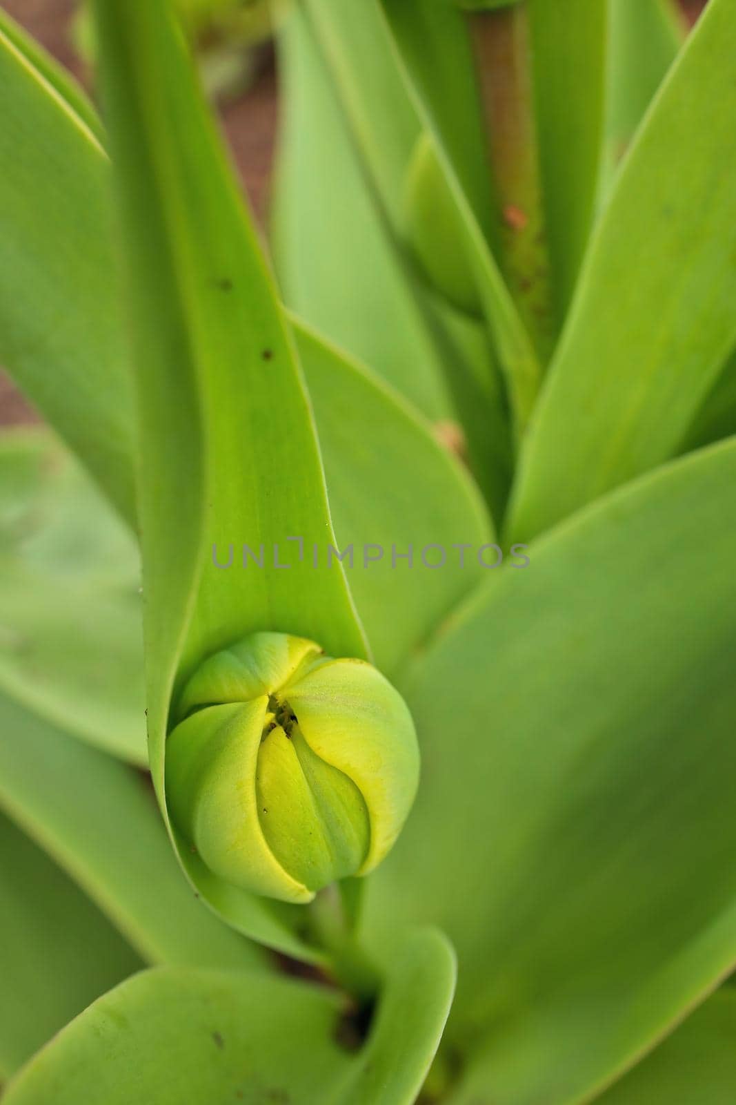 Close Up Macro of Green Tulip Bud in Sping in Garden. High quality photo