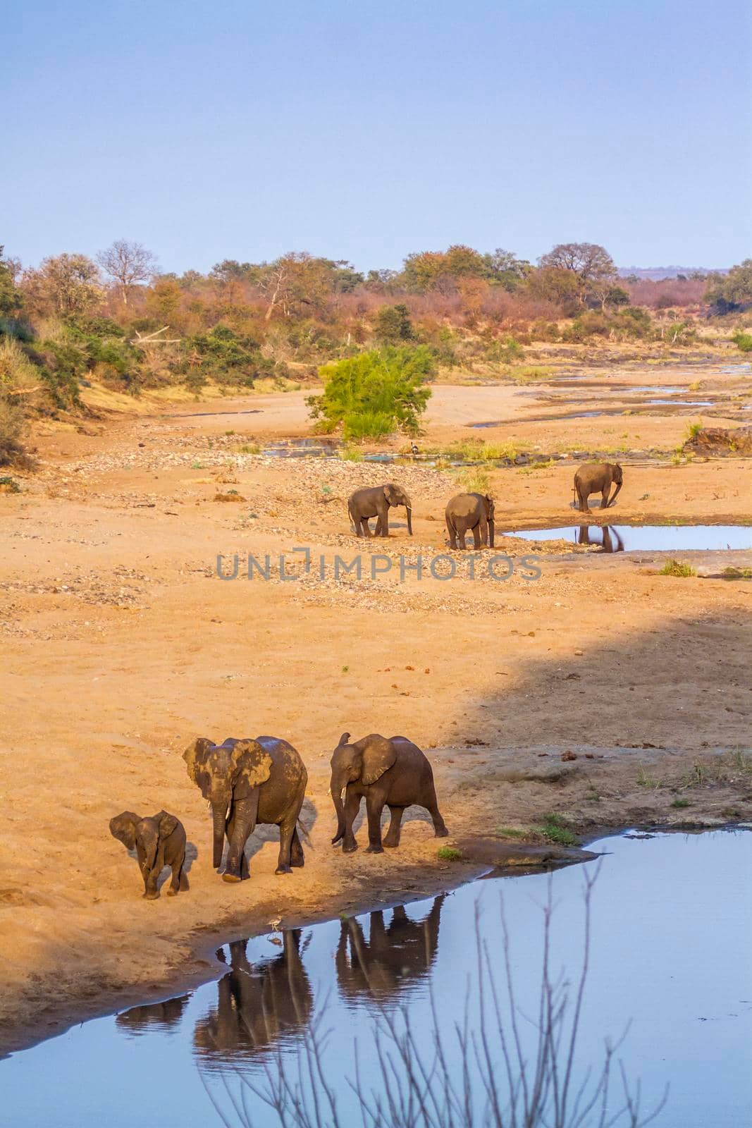 African bush elephant in Kruger National park, South Africa by PACOCOMO