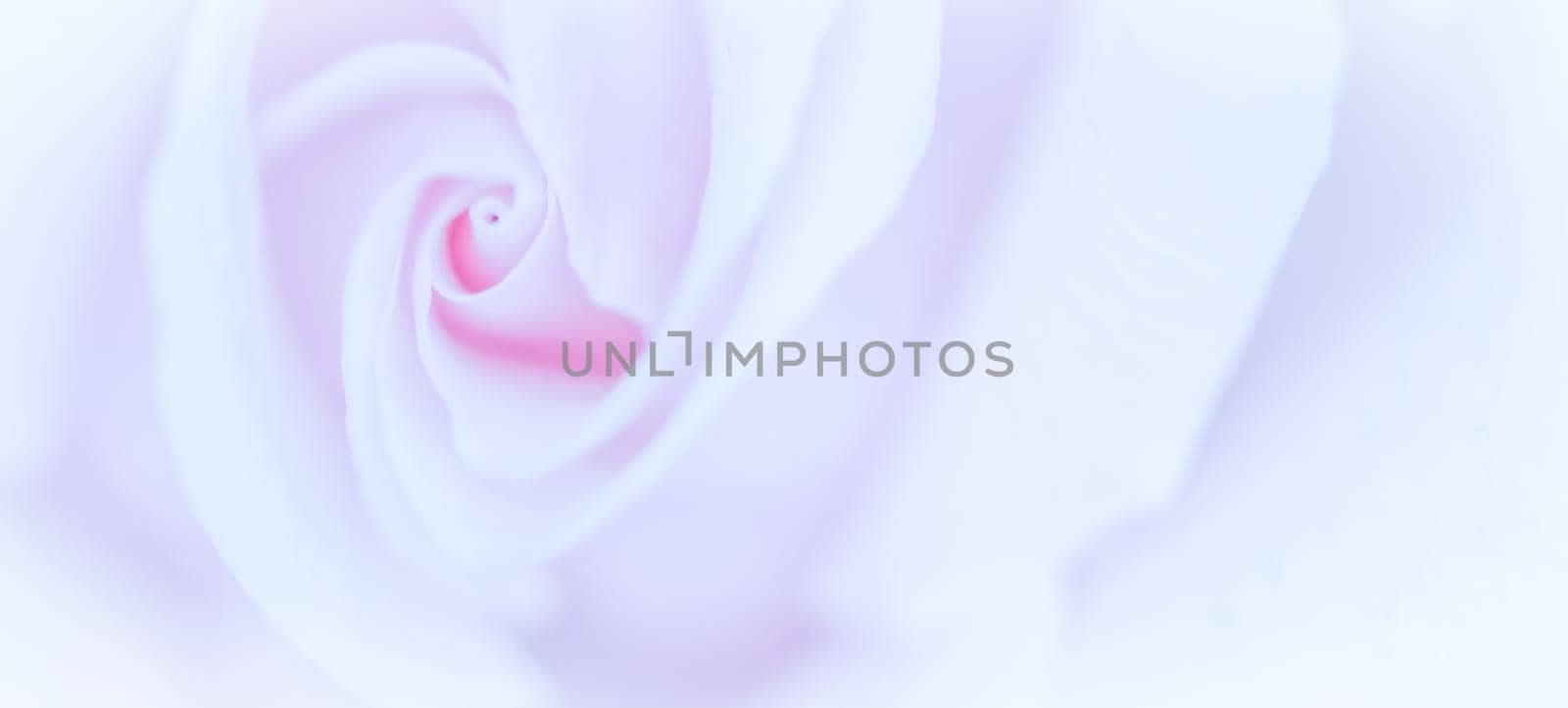 Soft focus, abstract floral background, purple rose flower. Macro flowers backdrop for holiday brand design by Olayola