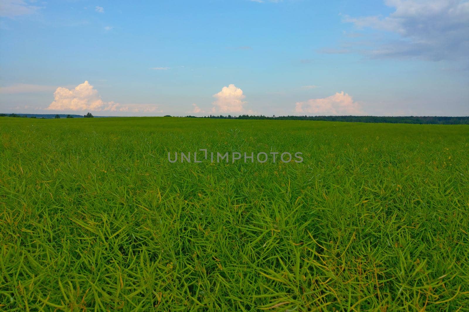 Beautiful green field in the countryside against the blue sky