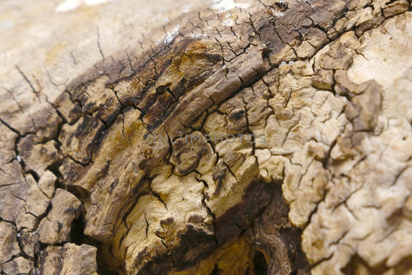 View of the texture of the old dry wood, background. by kip02kas