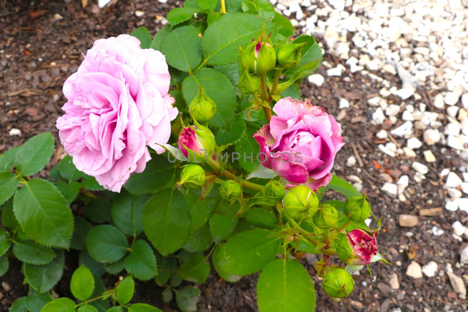 A pink flowering garden rose in the park in the spring. by kip02kas