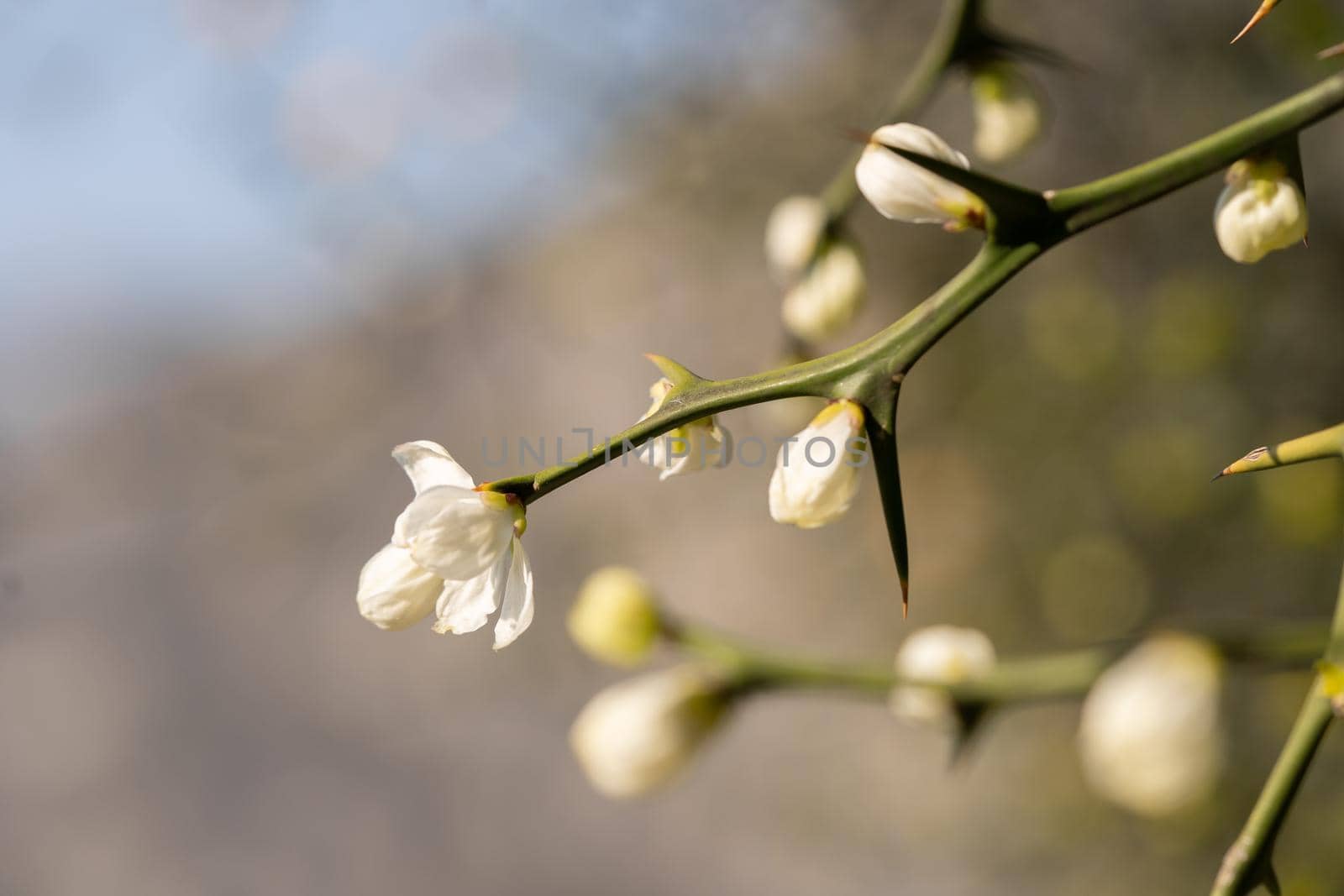 Tree blooming spinescent branch closeup. Early spring flower on blurred backdrop by photolime